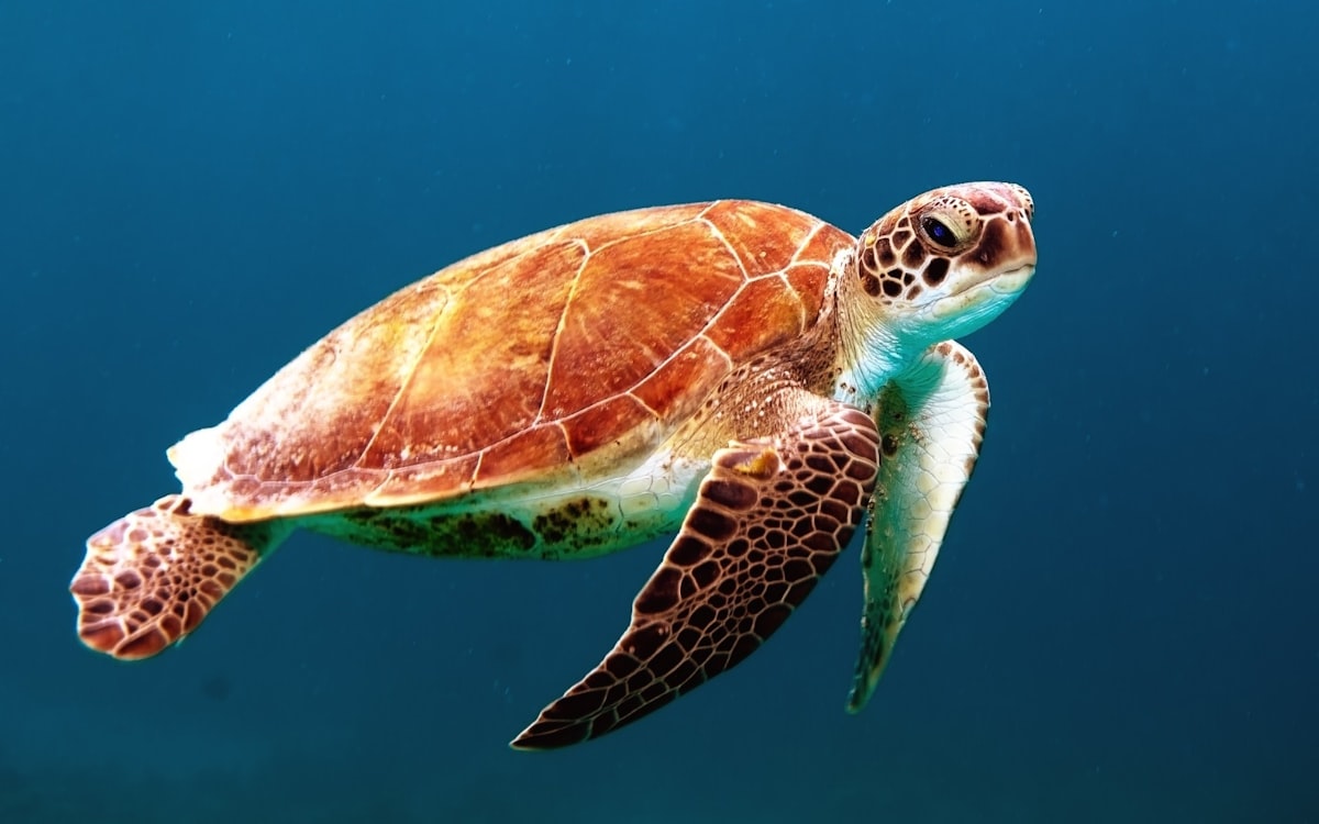 A sea turtle swimming in clear blue water