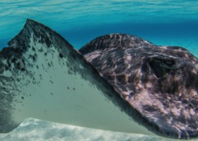 Stingray City