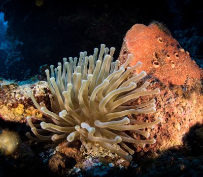 Night Diving